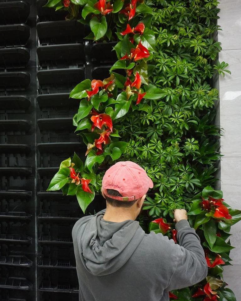 Фитостены Green Sky