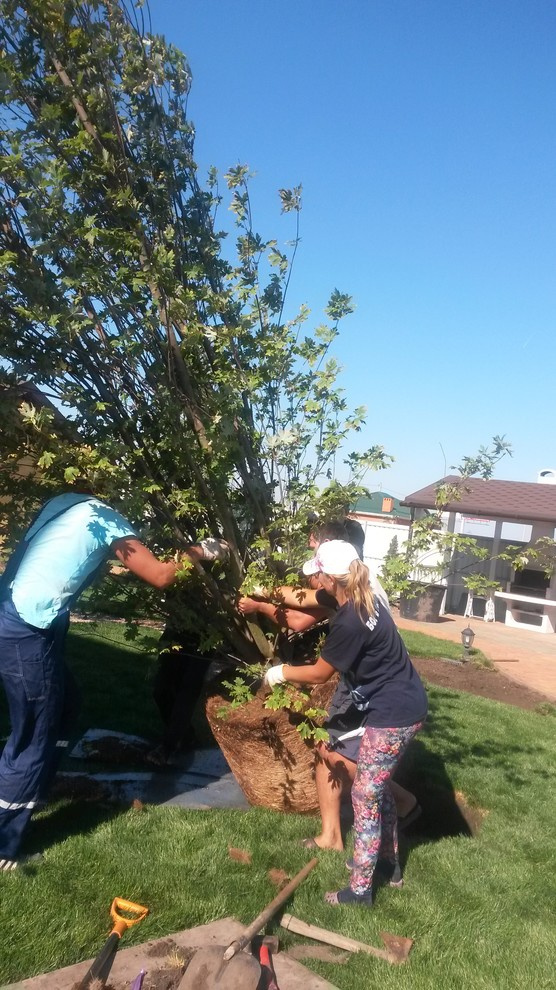 Клен многоствольный серебристый