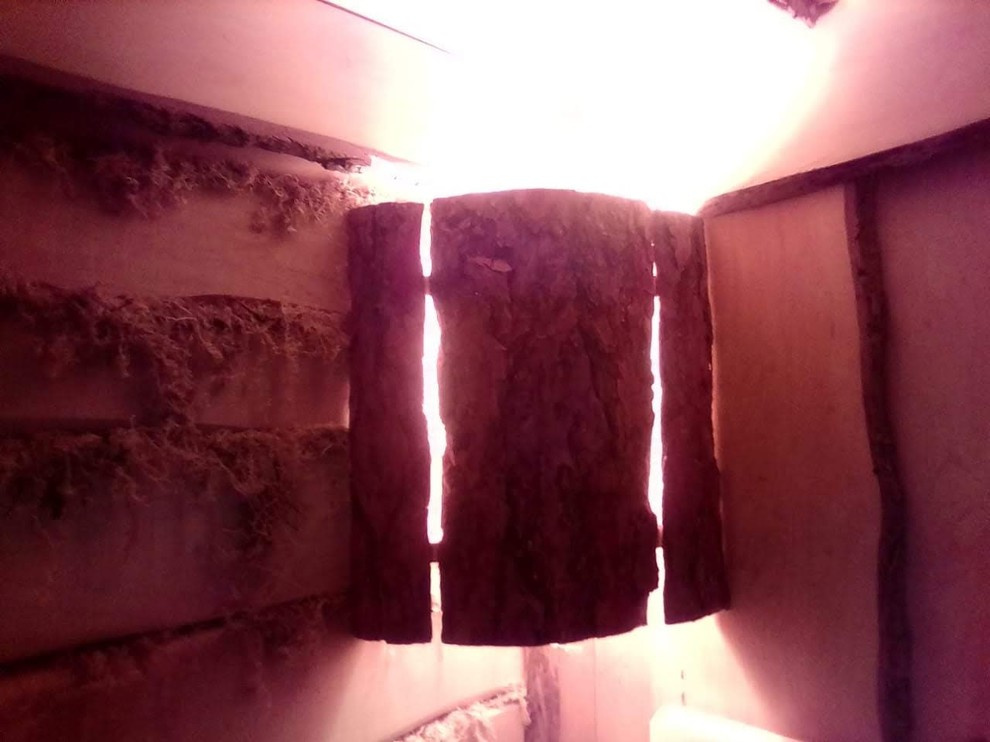 Баба Яга и друг Леший