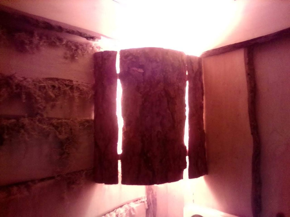 Баба Яга и друг Леший