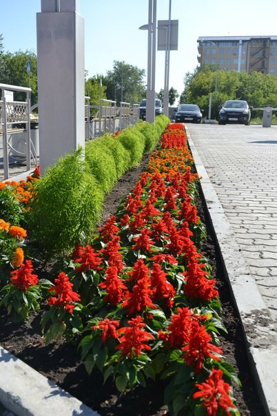 Озеленение