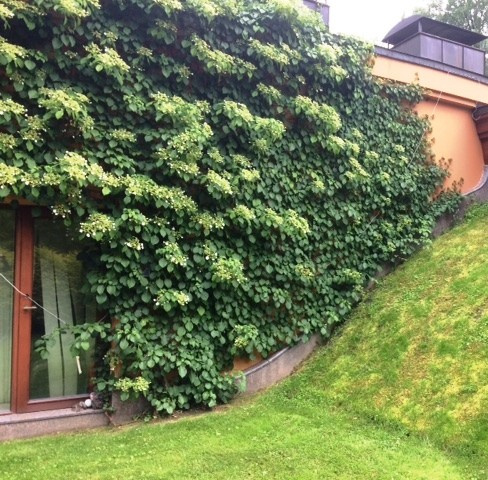 Средиземье в знаменитом Репино