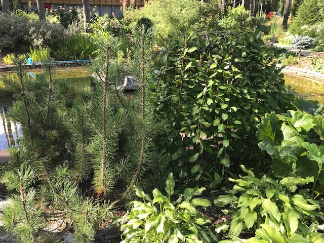 Обложка проекта: Семейный сад