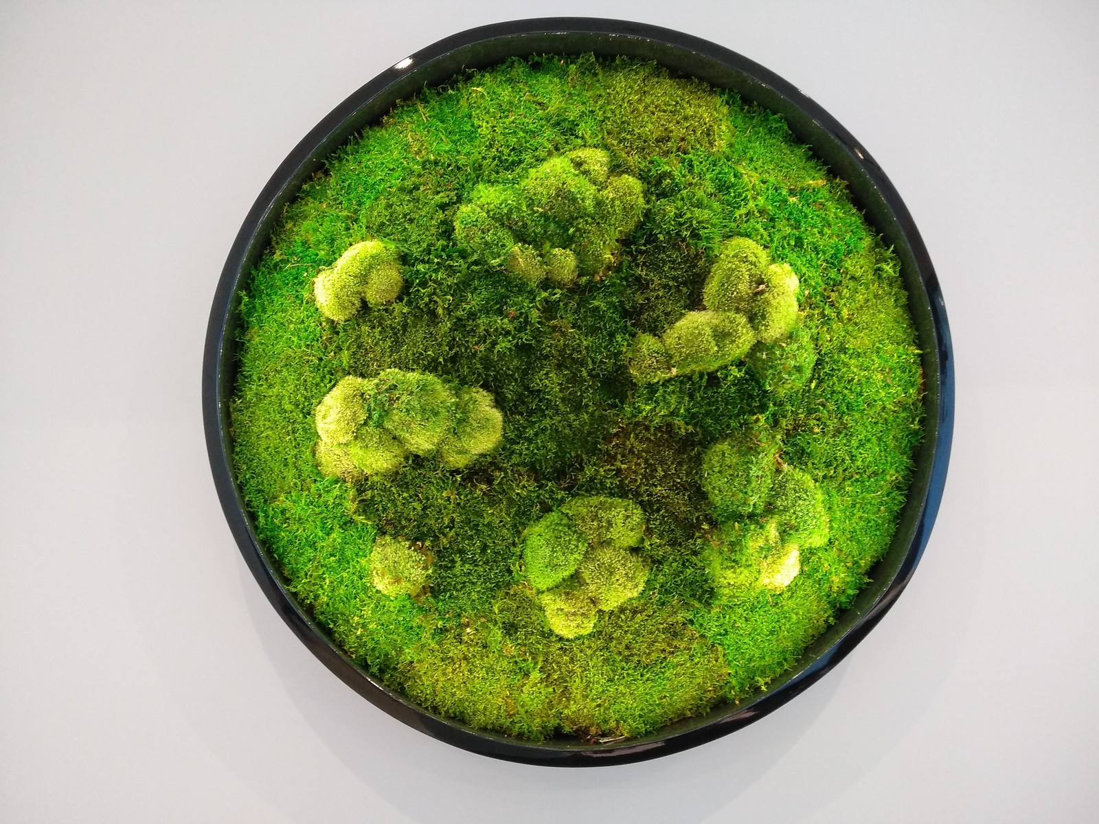 Фитокартины из мха