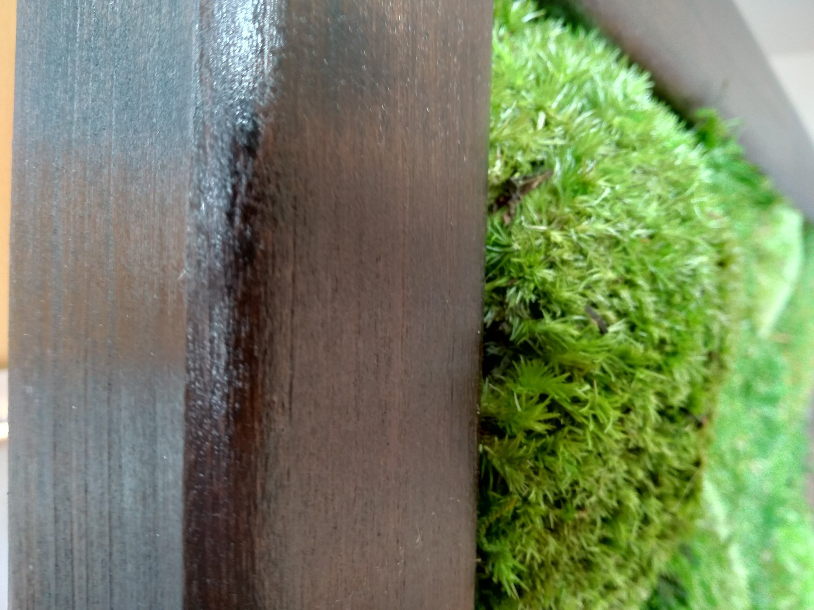 Фитокартины из мха