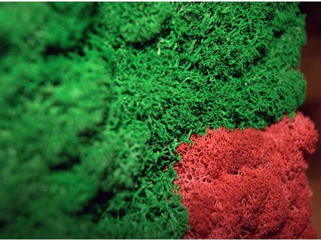 Фитокартины из мха