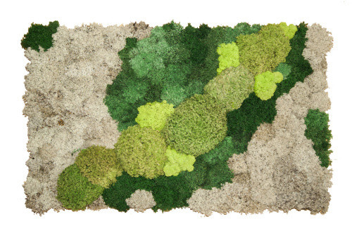 Фитокартины из мха