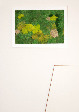 Фитокартины из мха