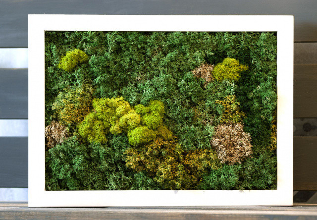 Фитокартины из мха