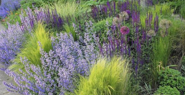 Злаки в саду