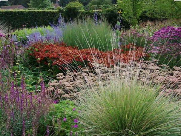 Злаки в саду