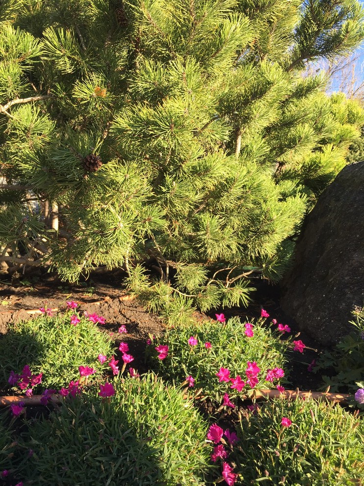 Гвоздика многолетняя