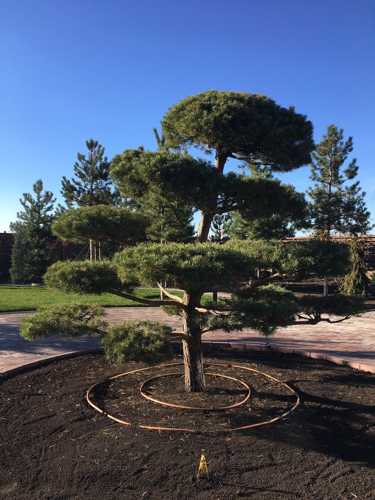 Сосновый бор