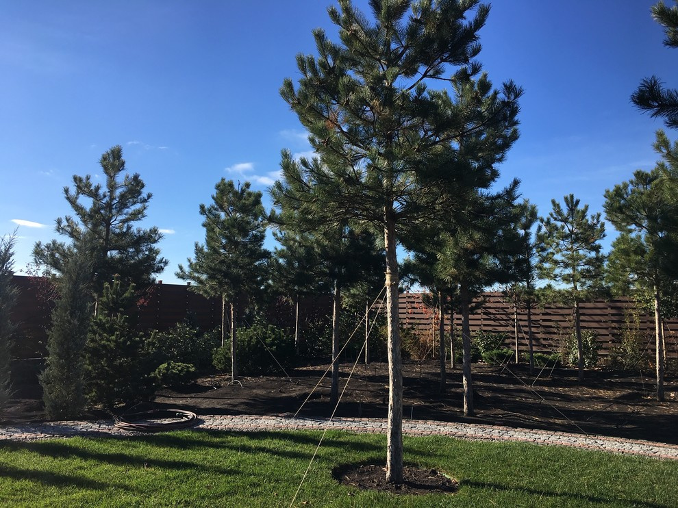 Сосна черная сформированая на штамбе