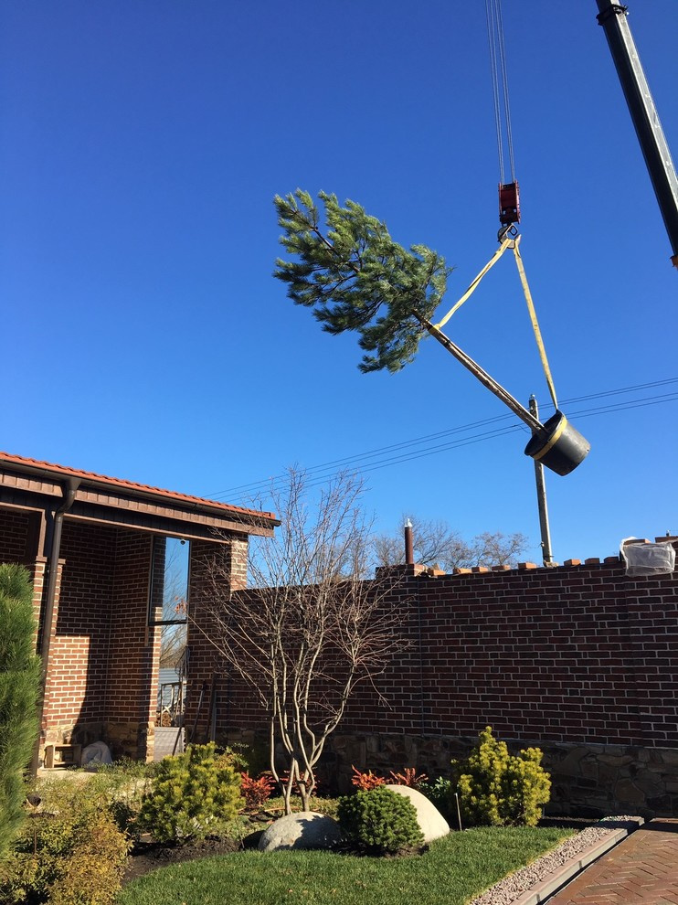 Сосна в полете :)