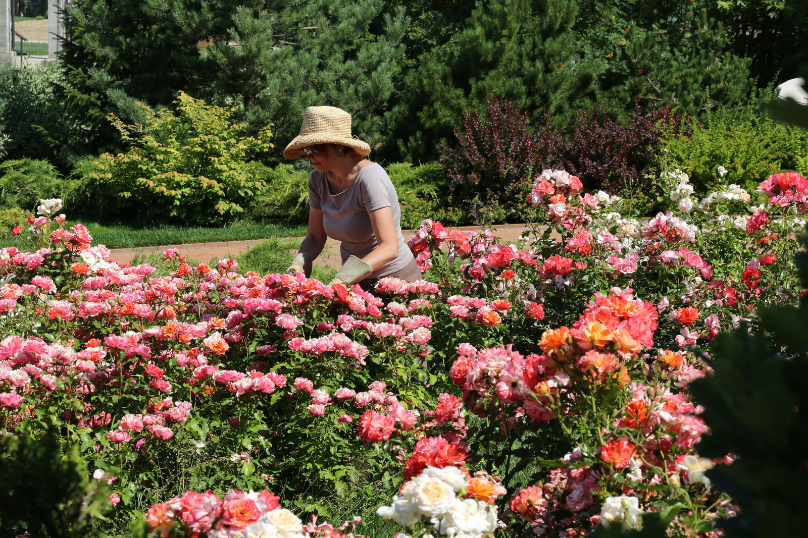 Розарии в садах NB-GARDEN