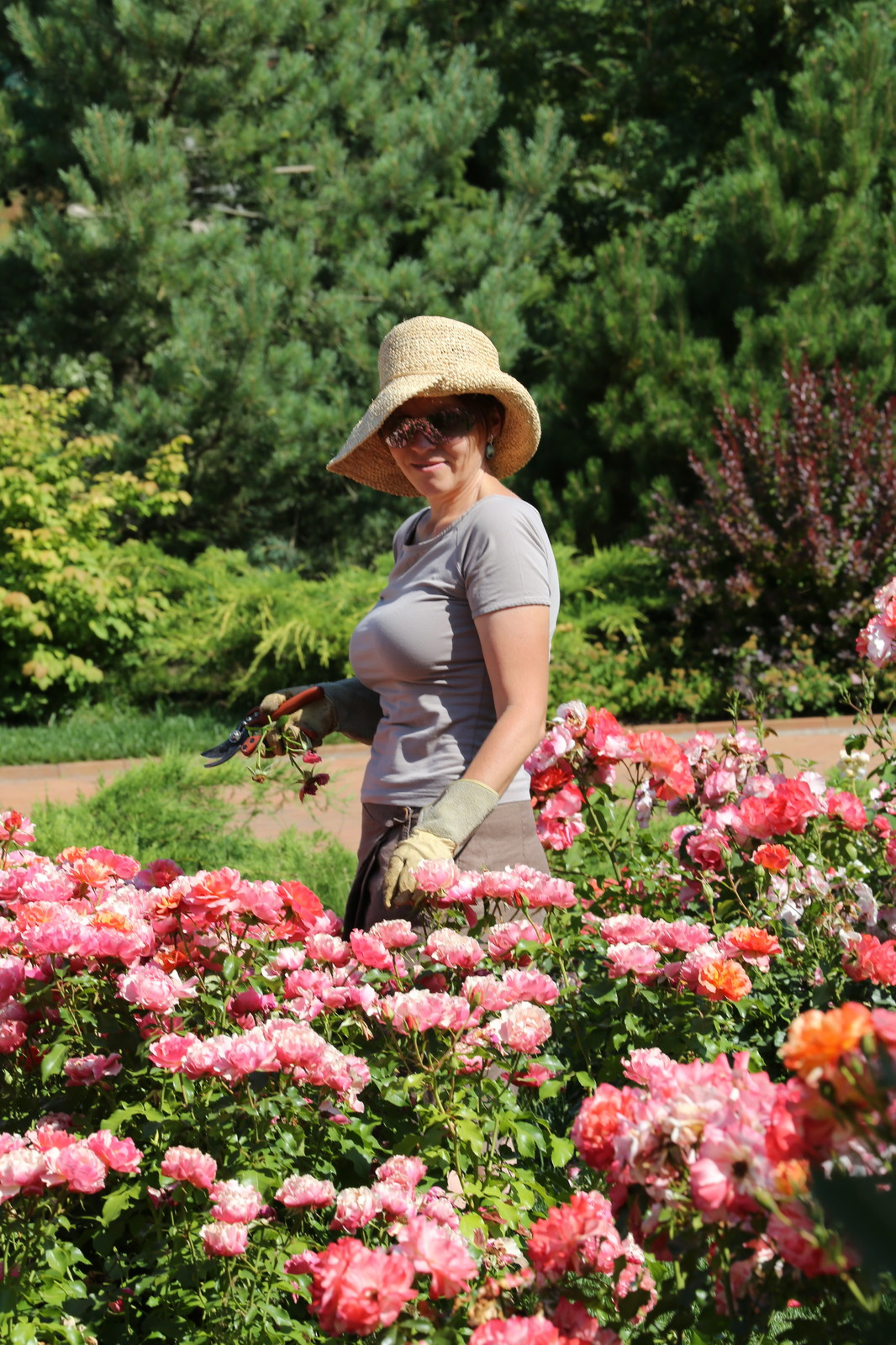 Розарии в садах NB-GARDEN