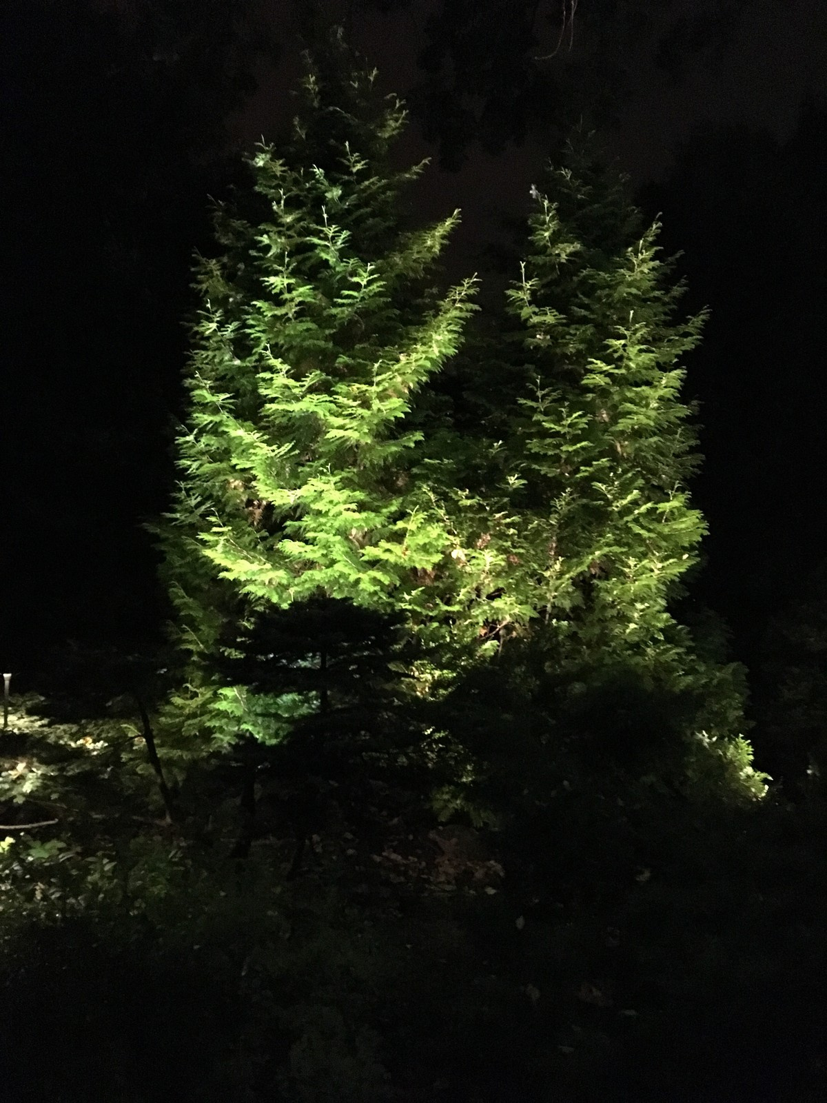 Ландшафтное освещение