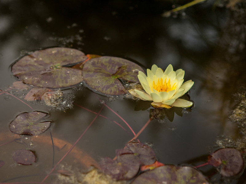 Частное домовладение