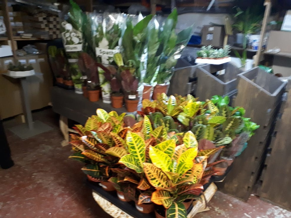 Вертикальное озеленение Авенир