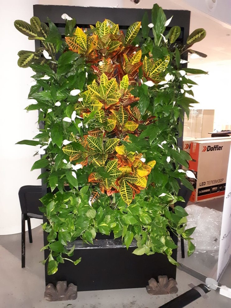 Вертикальное озеленение Авенир