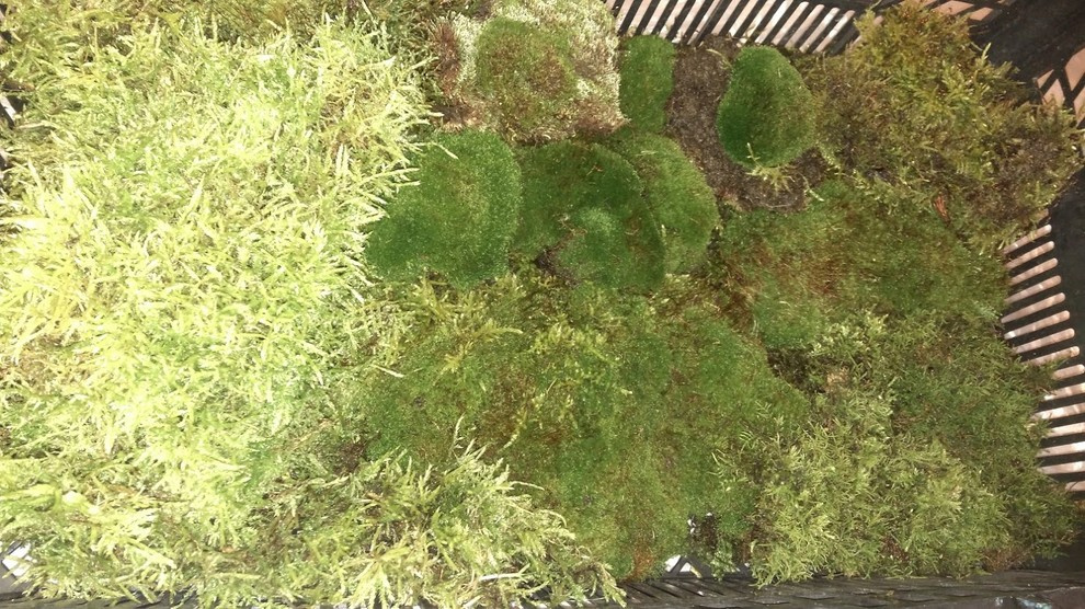 Живой мох в интерьере