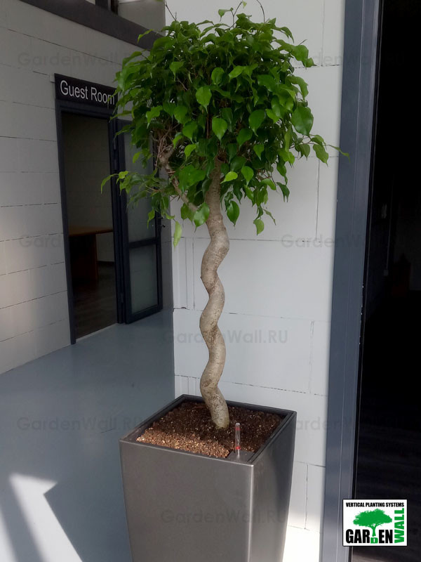 Озеленение интерьера с кашпо Lechuza