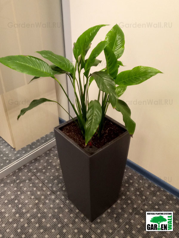 Озеленение интерьера с кашпо Lechuza