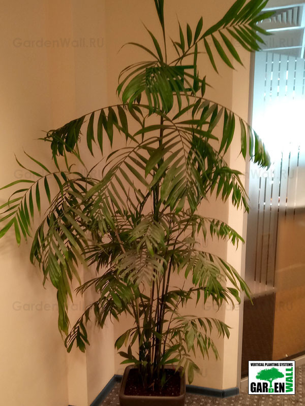 Озеленение интерьера с кашпо Lechuza