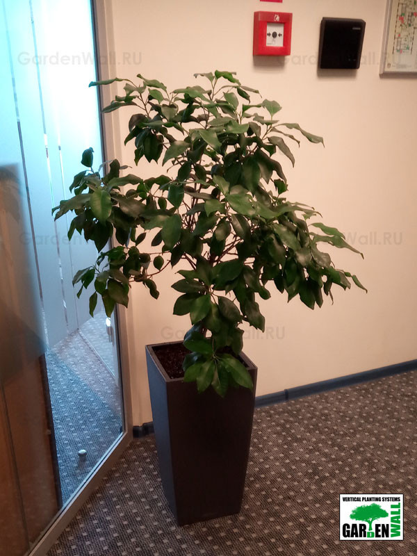 Озеленение интерьера с кашпо Lechuza