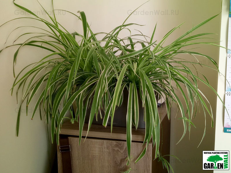 Озеленение интерьера с кашпо Lechuza