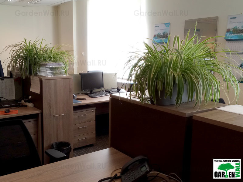 Озеленение интерьера с кашпо Lechuza