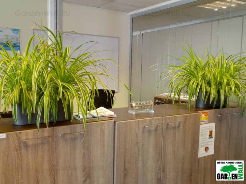 Озеленение интерьера с кашпо Lechuza