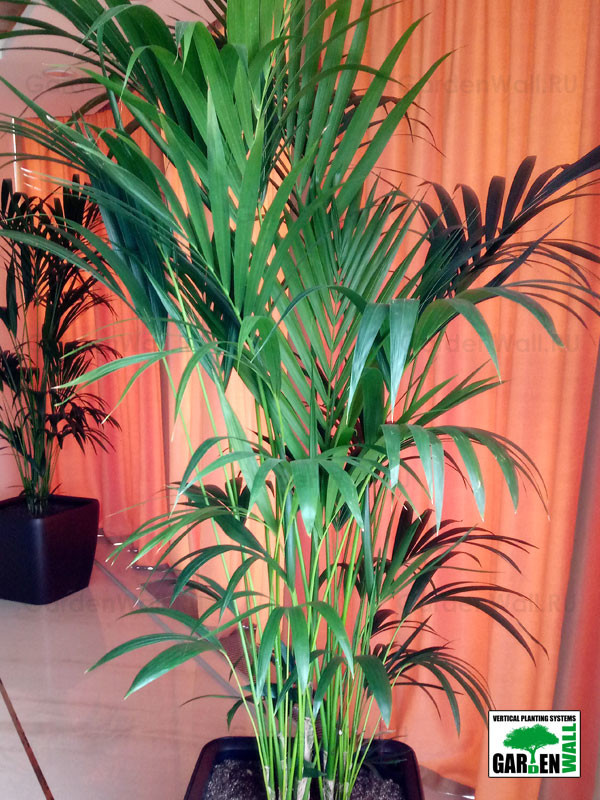 Озеленение интерьера с кашпо Lechuza