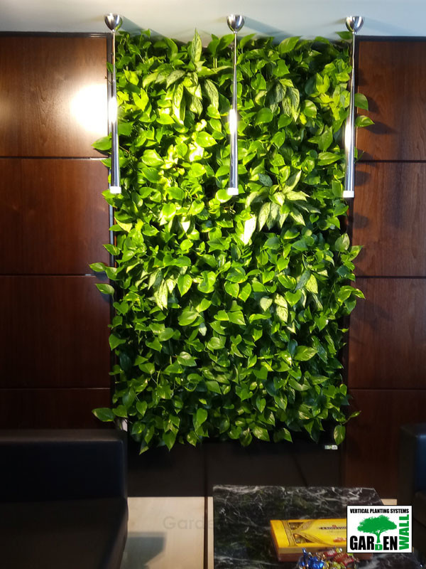 Вертикальное озеленение живыми растениями в кабинете