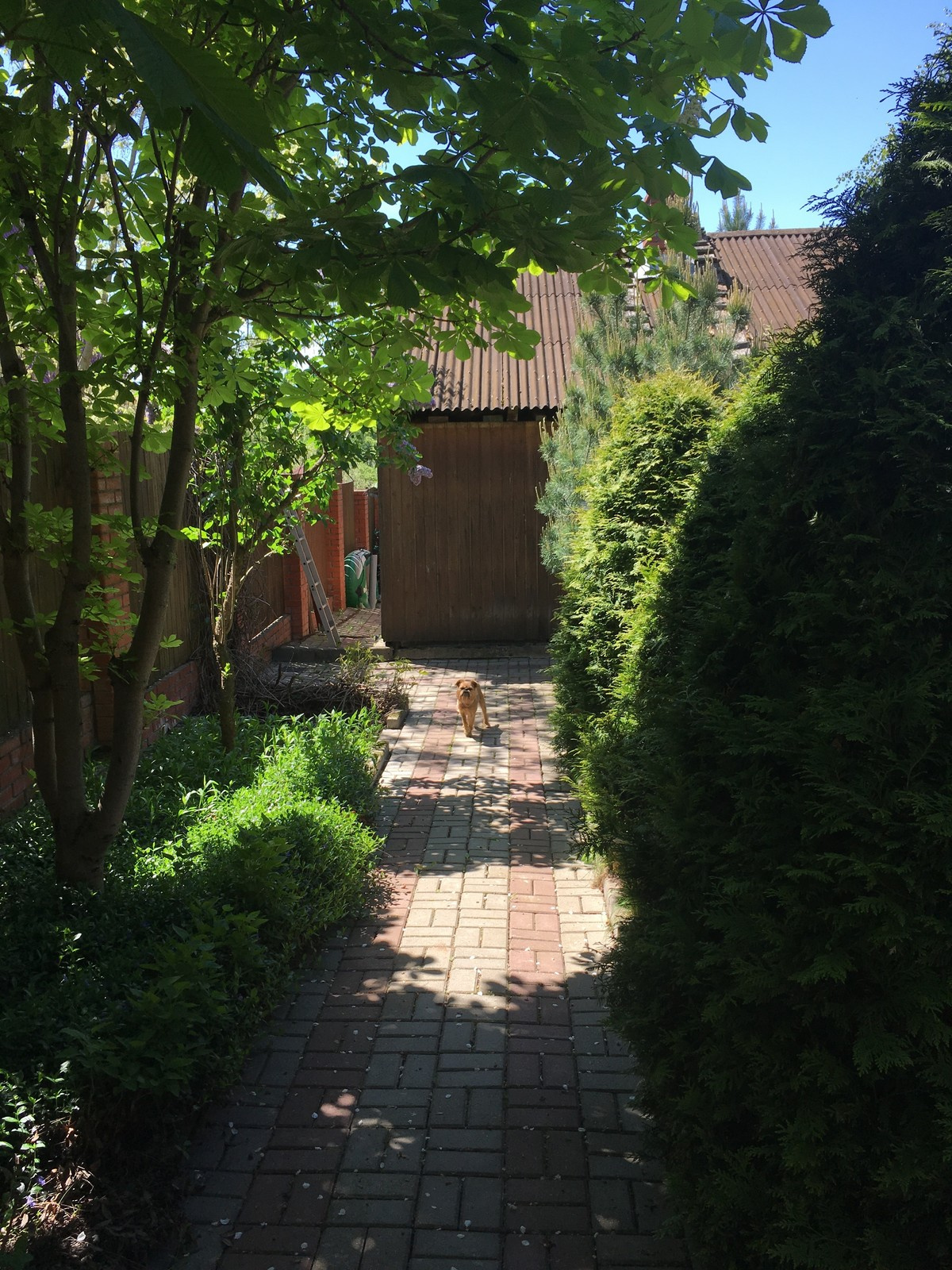 Сад в Бабынинском районе Калужской области