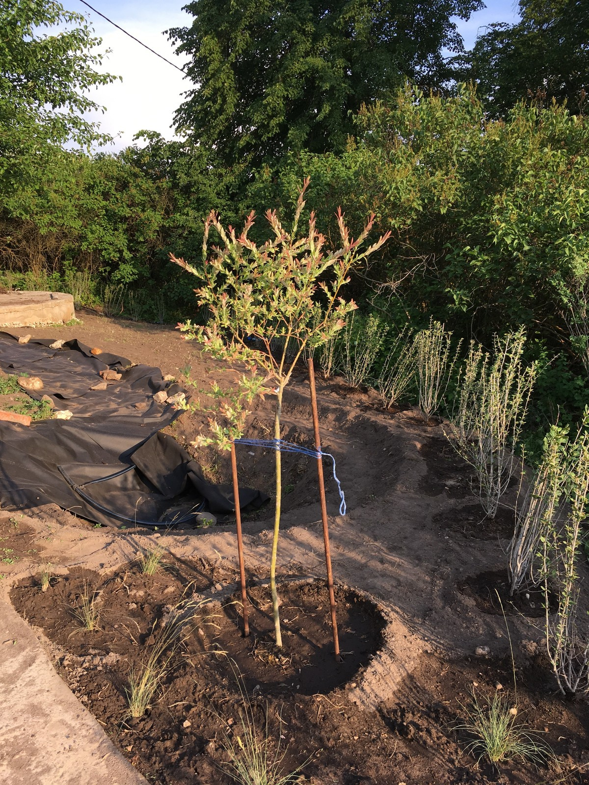 Сад в Старое Уткино Калужской области, процесс создания