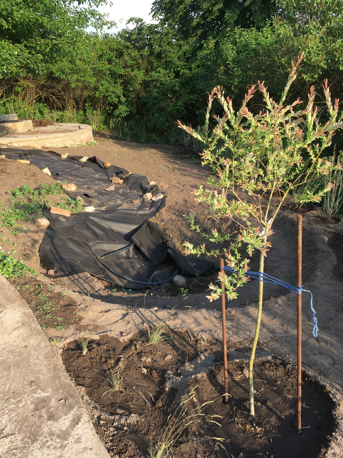 Сад в Старое Уткино Калужской области, процесс создания