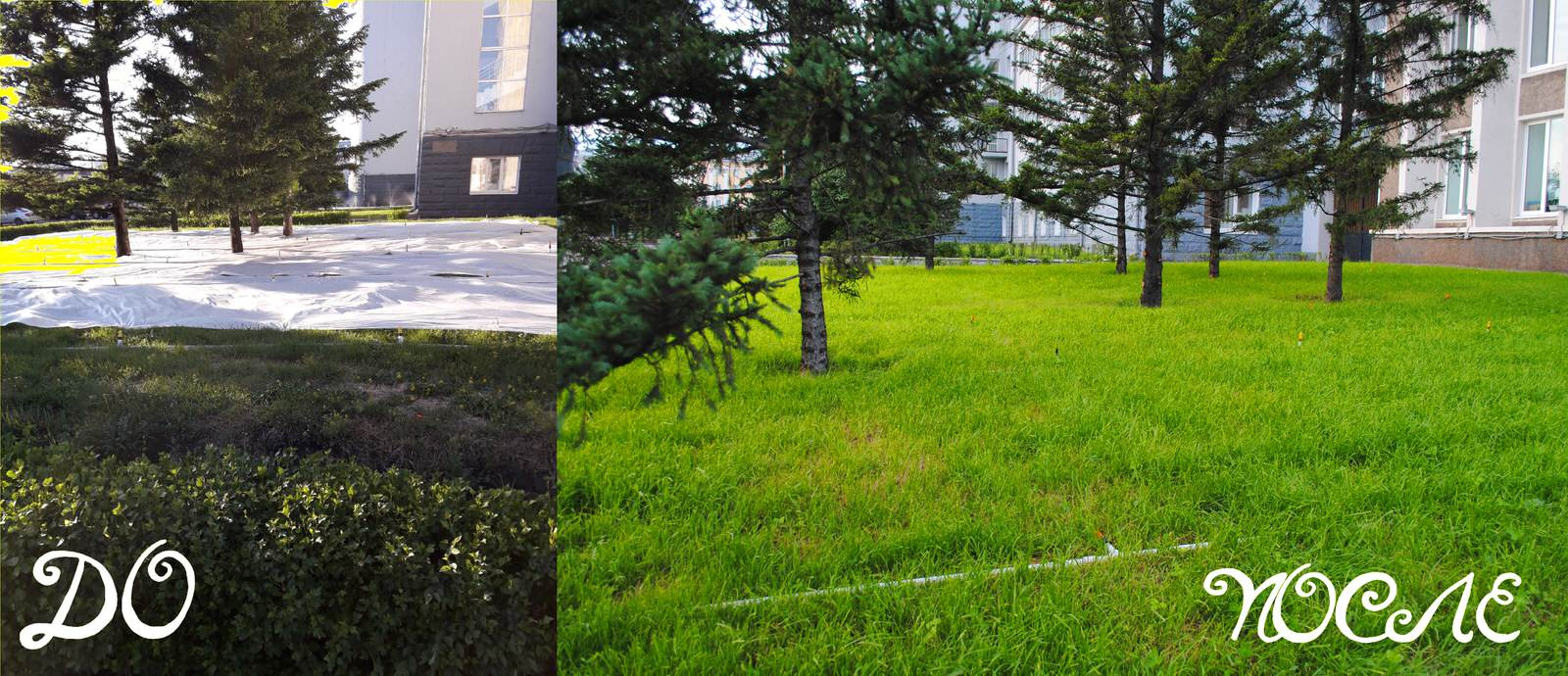 Посев газона, посадка саженцев. посадка многолетних цветов, укладка дорожки, авт