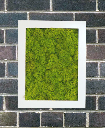 Фитокартины из мха