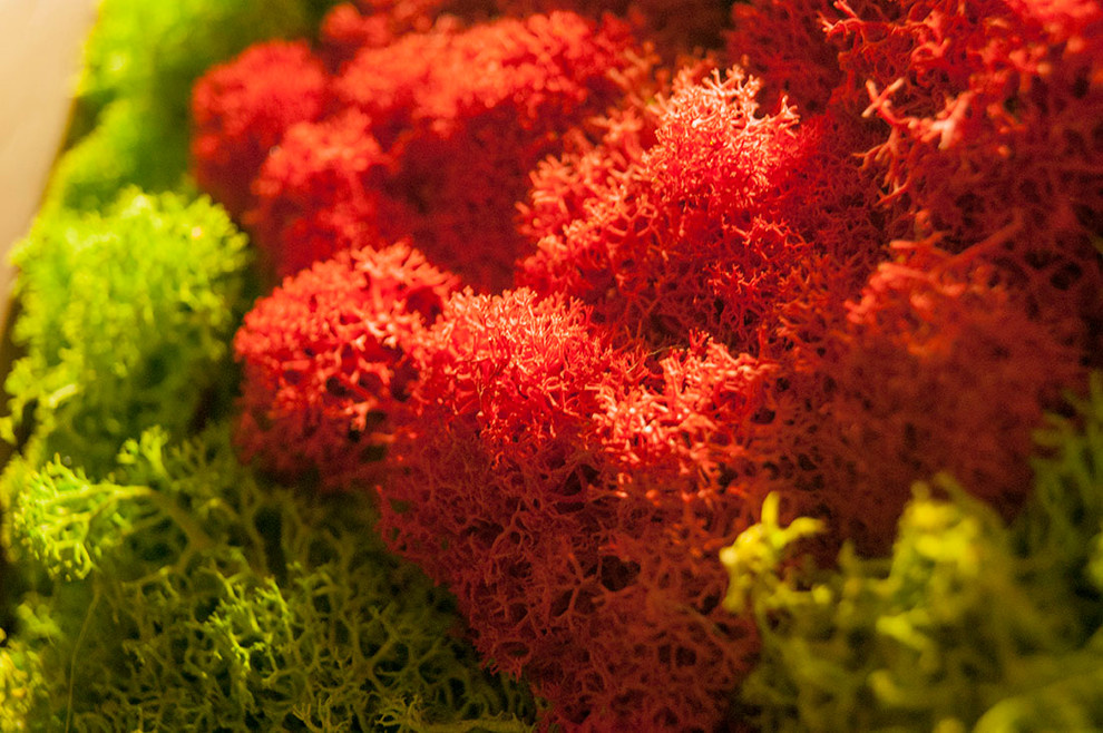 Фитокартины из мха