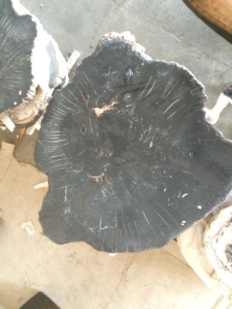 Окаменелости Бали и Явы