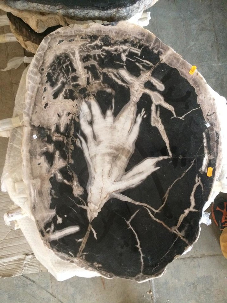 Окаменелости Бали и Явы