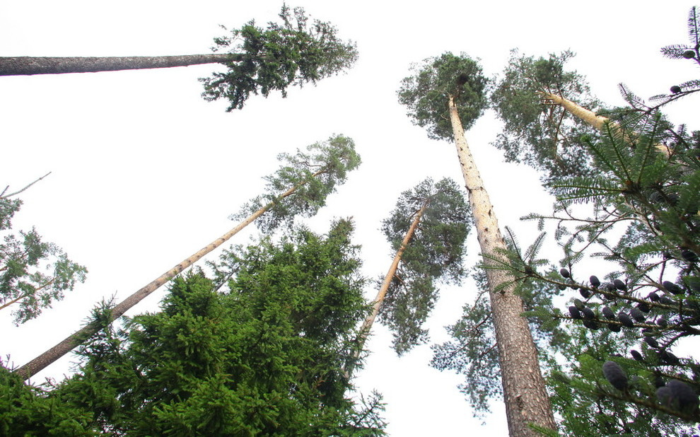 Чисты пруды