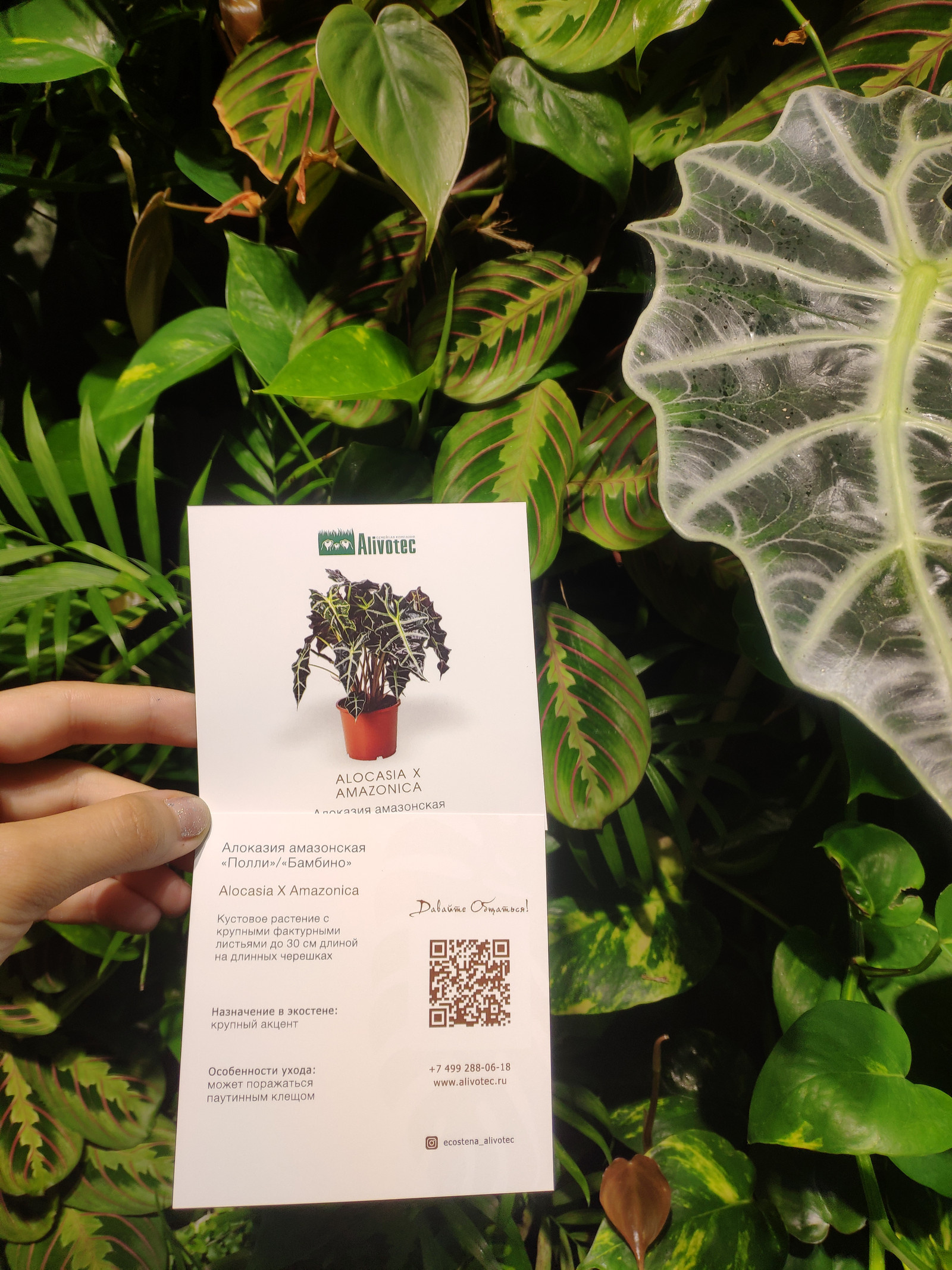 Вертикальный сад фитостена