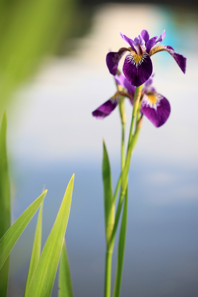 Геометрия природы Moscow Flower Show 2017