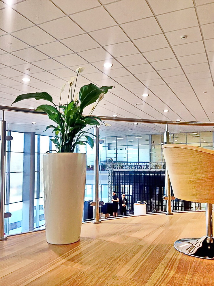 Озеленение автосалона Тойота Владивосток