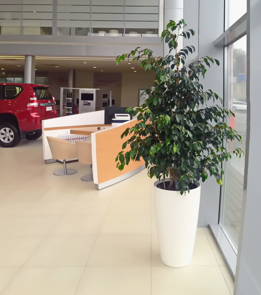 Озеленение автосалона Тойота Владивосток