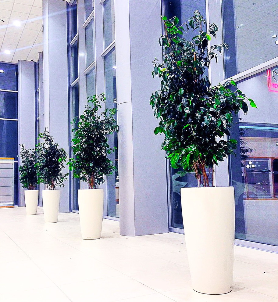 Озеленение автосалона Тойота Владивосток