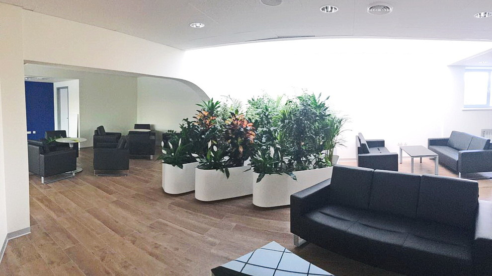 Озеленение автосалона Лексус Хабаровск